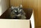 A tricolor cat sits in a cardboard box. Cats and boxes