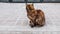 A tricolor cat sits on the sidewalk and looks away from the camera