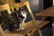 A tricolor cat sits on a wooden chair at a table in a cafe on the street. Pensive street cat, animal