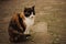 Tricolor cat sitting on the wild stone floor outdoor, domestic animals relax outdoor, maneki neko