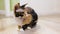 A tricolor cat of the Sphynx breed sits on the floor in the apartment and looks around.