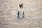 Tricolor cat widely yawns, sitting on the stone floor outdoor