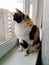 Tricolor cat on a windowsill looks out the window