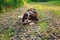 Tricolor cavalier king charles spaniel dog enjoying summer and playing with stick on country walk