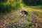 Tricolor cavalier king charles spaniel dog enjoying summer and playing with stick on country walk