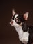 tricolor chihuahua on brown background
