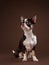 tricolor chihuahua on brown background