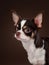 tricolor chihuahua on brown background