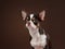 tricolor chihuahua on brown background