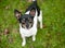 A tricolor Chihuahua mixed breed dog looking up