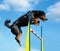 Tricolor dog jimp agility on the sky background