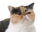 Tricolor exotic shorthair cat