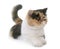 Tricolor exotic shorthair cat