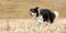 Tricolor fast border collie is running across a meadow in snowless winter from blurred background