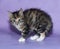 Tricolor fluffy kitten frightened arched his back on violet