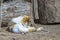 Tricolor fluffy Siberian cat washes, licks his stomach with his tongue