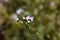 Tricolor gilia Gilia tricolor