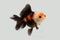 tricolor goldfish isolated on black