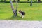 Tricolor hair Welsh Corgi dog leashed at the park