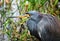 Tricolor Heron