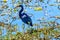 TriColor Heron at Celery Fields