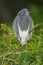Tricolor Heron, Egretta tricolor