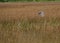 Tricolor heron flies over tall marsh grasses in Carolina Beach State Park