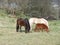 Tricolor horses