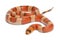 Tricolor hypomelanistic Honduran milk snake