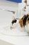 Tricolor kitten drinking water from sink faucet