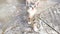 Tricolor kitten portrait. View from top to bottom. Cute domestic animals. Maneki neko cat