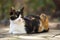 Tricolor kitty lies on the stone floor outdoor, domestic animals relax, maneki neko cat