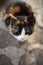 Tricolor kitty portrait outdoors, domestic animals relax, maneki neko cat