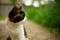 Tricolor kitty portrait in summer garden