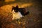 Tricolor kitty relax in sunny garden at sunset