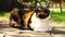 Tricolor kitty resting in the sunny garden. Relaxing pet portrait outdoor