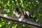 Tricolor little cat sits on a tree