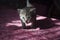 Tricolor little kitten with blue eyes is walking on the pink bedcover