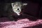 Tricolor little kitten with blue eyes is walking on the pink bedcover