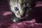 Tricolor little kitten with blue eyes is walking on the pink bedcover