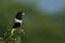 Tricolor munia bird