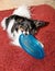 Tricolor papillon playing with a toy