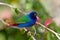 Tricolor parrot finch