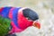 Tricolor parrot, Lorius lory