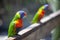 Tricolor parrot pair, resting in sunlight