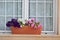 Tricolor petunias in front of the window