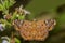 Tricolor pied flat butterfly with its wings open,