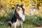 Tricolor Rough Collie, Funny Scottish Collie, Long-haired Collie, English Collie, Lassie Dog Sitting In Green Grass.