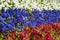 Tricolor of the Russian flag from flowering violets