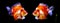 Tricolor ryukin goldfish